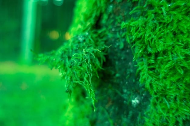 A close-up view of algae growing in a bioreactor. The image should highlight the vibrant green color of the algae and the sterile, controlled environment in which they are cultivated.