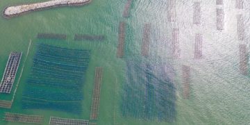 Algae Biofuel: Revolutionizing Long-Haul Trucking in the US? - Cover Image