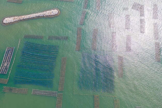 Algae Biofuel: Revolutionizing Long-Haul Trucking in the US?