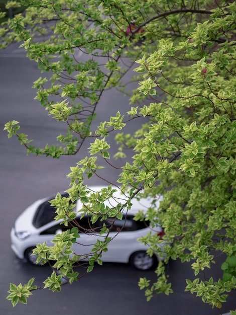 Carbon Offsetting for Transportation: A Comprehensive Guide